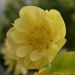Ciemiernik wschodni Double Yellow 2l (Helleborus)